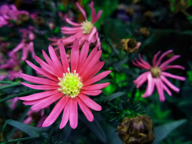 Texas Asters