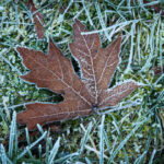 Winterizing Your Lawn 02