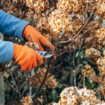 Winterizing Your Garden - Plant, Prune, and Protect 02