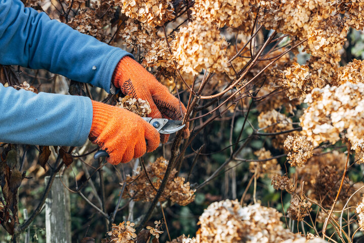 Winterizing Your Garden - Plant, Prune, and Protect 02